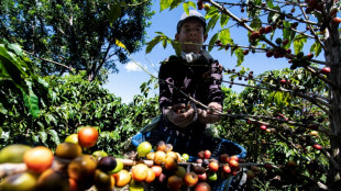 La migración hacia EEUU golpea la cosecha de café en Centroamérica