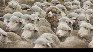 Hundert seltene Merinolangwollschafe in Thüringen von Weide gestohlen