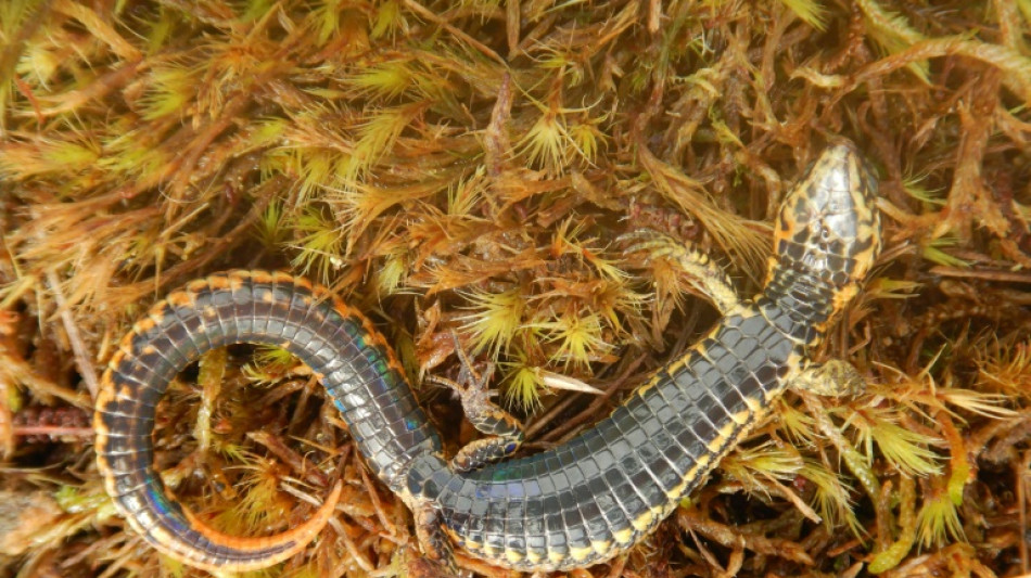 Une nouvelle espèce de lézard découverte au Pérou