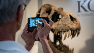 Los restos de un joven tiranosaurio, el hallazgo "extremadamente raro" de tres niños en EEUU
