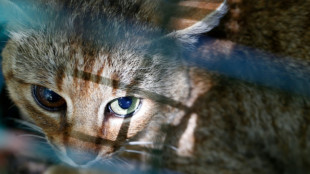 Mysterious Corsican 'cat-fox' revealed as unique species