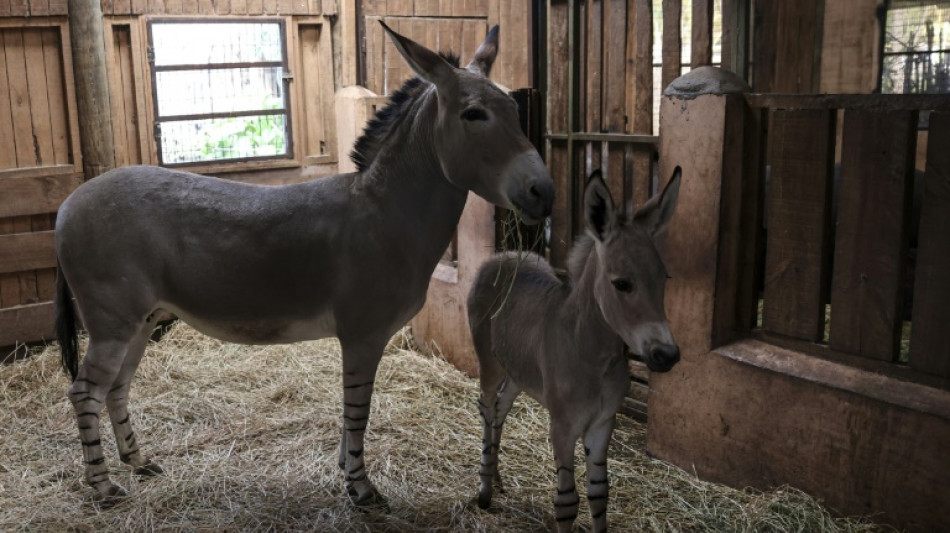 Nace en zoológico de Santiago raro asno de Somalia en peligro de extinción