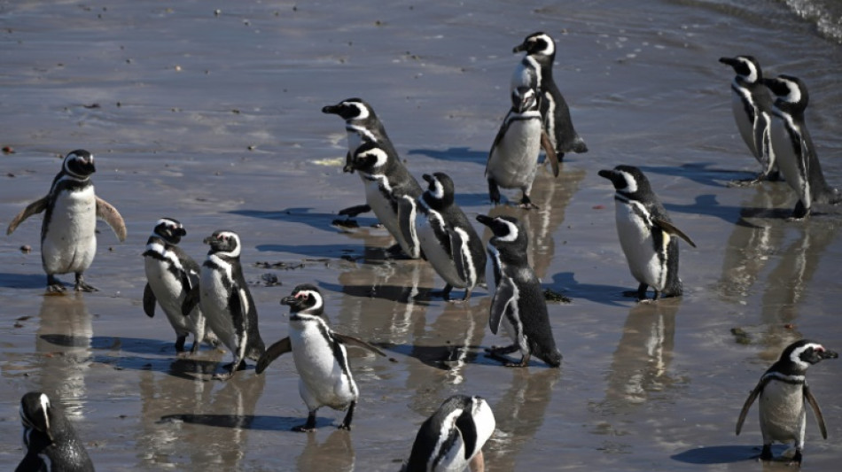 Pecuarista é condenado a 3 anos de prisão por matança de pinguins na Argentina