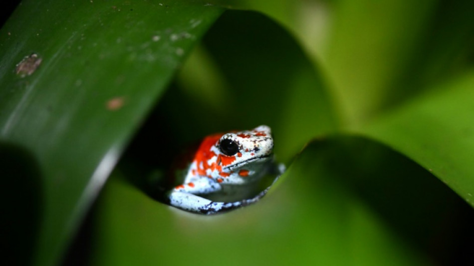 Un marché légal d'amphibiens, "solution" pour assécher le trafic en Colombie