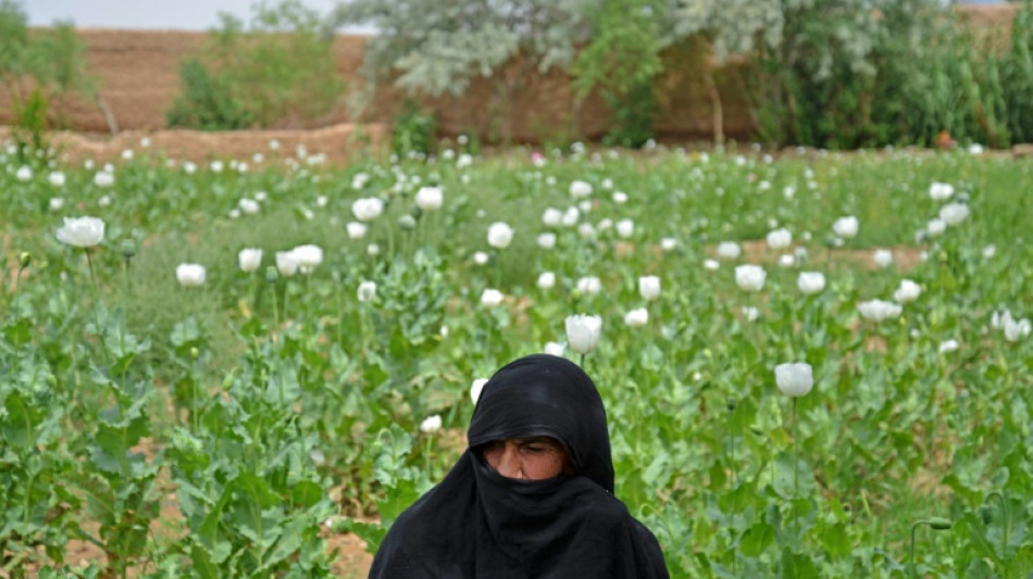 En Afghanistan, les agriculteurs délaissent le pavot à contrecoeur