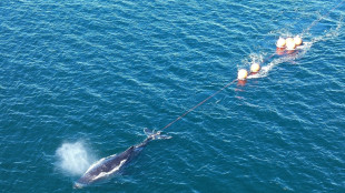 Humpback whale freed from Sydney Harbour after 22-hour ordeal