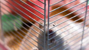 Heartbreak as Hong Kong pet owners give up hamsters for Covid cull