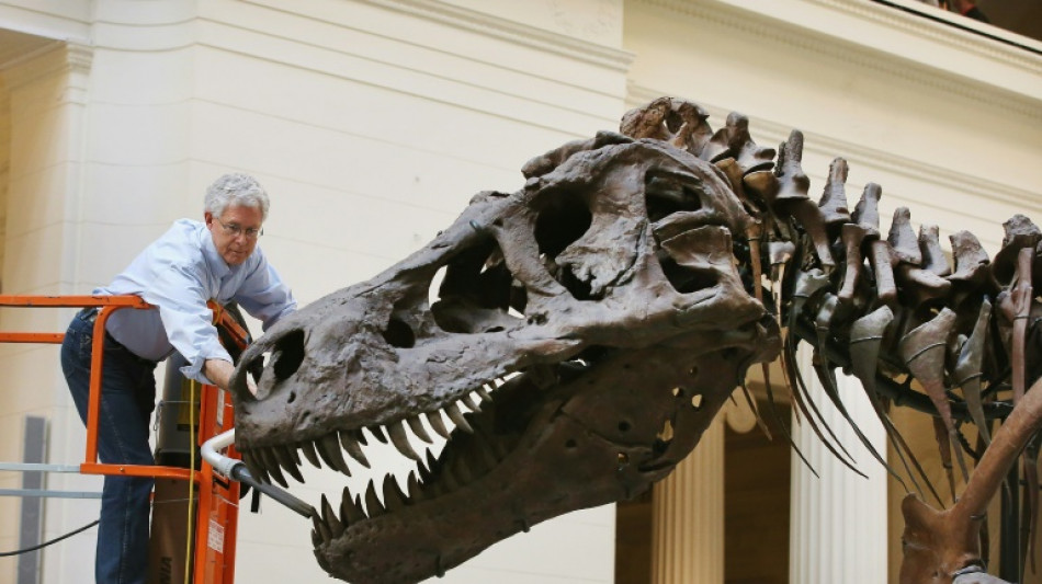 T-Rex skeleton to go under hammer in Switzerland 