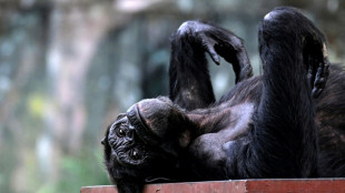 Grandma chimps offer clues for evolution of menopause in humans