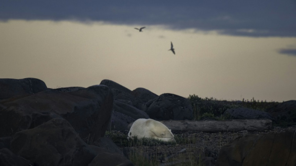 Study quantifies link between greenhouse gases, polar bear survival