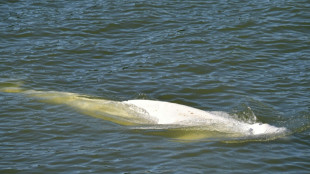 Le béluga dans la Seine continue de ne pas s'alimenter