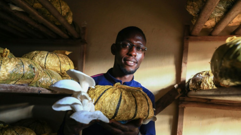 La culture des champignons fait des émules au Cameroun