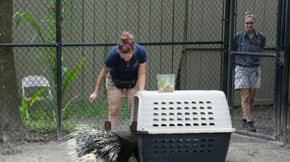 Tampa zoo rushes Chompers the porcupine and others to safety as Milton nears