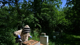 UK beekeepers and scientists tackle sticky problem of honey fraud