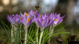 EU eyes more help for shrinking bee populations