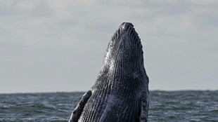 Deep-sea mining noise pollution threatens whales: study